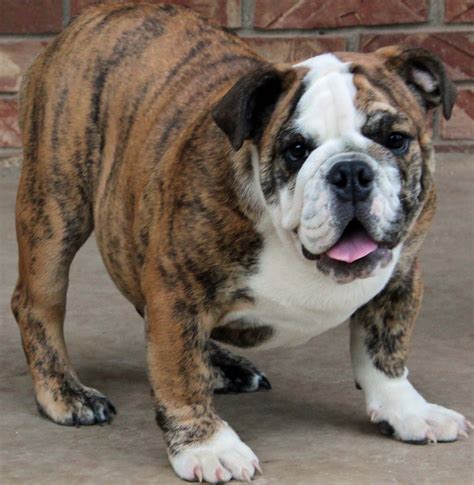 new english bulldog ausgewachsen